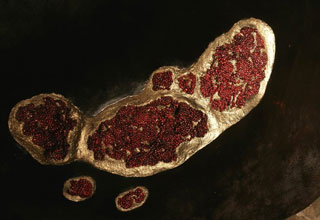 「吾子可苗 × 冨樫孝男 漆の記憶展」