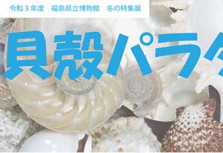 福島県立博物館　貝殻パラダイス展